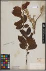 Foto von Salix caprea L.